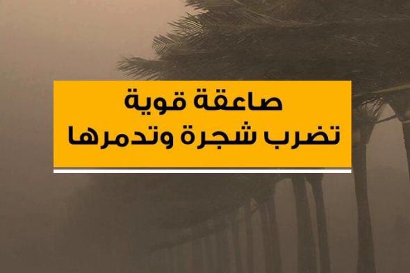 لقطات مُتداولة لصاعقة قوية تضرب شجرة وتُدمرها في إحدى مدن غرب فرنسا