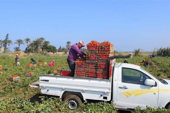 للزراعة في أي أرض، نصائح مهمة لزراعة الطماطم بالدقهلية (فيديو وصور)السبت 09/نوفمبر/2024 - 09:28 م
للزراعة في اي ارض واي مكان وموفر للمصاريف علي الفلاح.. نصائح مهمة لزراعة الطماطم